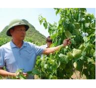 Giống cây mới ở Việt Nam nông dân đầu tiên trồng Sachi