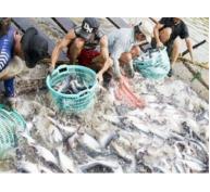 Tỷ phú cá tra xứ cù lao Tân Phong