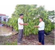 Phường Phương Nam (Quảng Ninh) chú trọng phục hồi cây vải chín sớm
