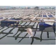Cá chết ở Bái Tử Long: Dân kêu hàng tấn, chính quyền bảo vài tạ