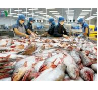 Có hiện tượng thương lái Trung Quốc thu mua cá tra nguyên liệu