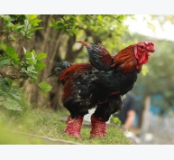 Kinh nghiệm phòng bệnh cho gà Đông Tảo - Phần 2