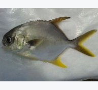 Kỹ thuật nuôi cá chim trắng vây vàng - Phần 1