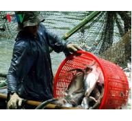 Loạn thị trường cá tra miền Tây do có bàn tay thương lái Trung Quốc