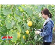 Nền móng phát triển nông nghiệp sạch ở Hà Tĩnh