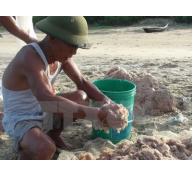 Ngư dân Quảng Bình khai thác hàng chục tấn ruốc biển mỗi ngày