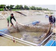 Bắc Ninh bảo vệ cá lồng mùa mưa bão