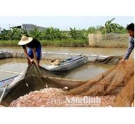 Phát triển nuôi cá lồng ở Mỹ Tân (Nam Định)
