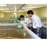 Tuy Phong (Bình Thuận) phấn đấu trở thành vùng sản xuất giống thủy sản