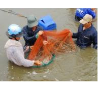 EU sẽ thanh tra toàn diện vấn đề an toàn thực phẩm thủy sản nuôi Việt Nam