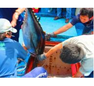 Tổ chức lại chuỗi giá trị cá ngừ VN - Ngư dân vẫn phải tự mày mò