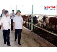 Triển khai dự án chăn nuôi bò đảm bảo an toàn, vệ sinh môi trường