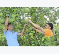 Bưởi Diễn thành cây trồng chủ lực ở Thanh Chương - Nghệ An