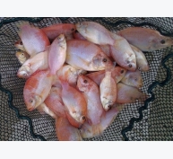 An Giang hỗ trợ nuôi cá rô phi đỏ