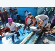Thất thu cá ngừ đại dương, 80-90% số tàu hành nghề thua lỗ
