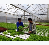 Cơn sốt phát triển rau thủy canh ở Lâm Đồng và mối lo đầu ra