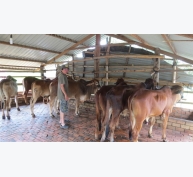 Phòng chống dịch bệnh cho vật nuôi mùa mưa bão