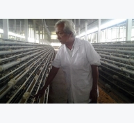 Lão nông xuất khẩu 200.000 trứng tí hon, lãi 12 triệu đồng mỗi ngày