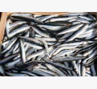 FAO: Sản lượng cá cơm Peru tăng cao