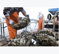 Đài Loan kiểm soát chặt thủy sản có vỏ nhập khẩu