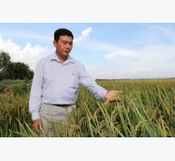 Làm giàu ở nông thôn: Ăn nên làm ra là nhờ lúa giống