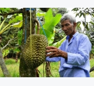 Lão nông U80 tuổi và bí quyết trồng sầu riêng thu 4 - 5 triệu/cây