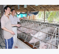 Người chăn nuôi Đồng Bằng Sông Cửu Long thận trọng khi tái đàn heo