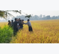 Nông dân lãi hơn 50 triệu đồng/ha nhờ trồng lúa sạch