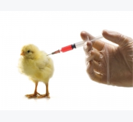 Kháng sinh có khả năng kích thích đáp ứng miễn dịch với vắc xin trên gia cầm?