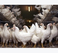 Sản xuất kháng nguyên chẩn đoán nhanh và giám sát Mycoplasma gallisepticum trên gà