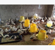 Nghệ An: Nhân rộng mô hình chăn nuôi gà an toàn trên đệm lót sinh học