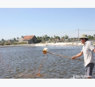 Kinh nghiệm phòng bệnh cho tôm vào mùa mưa của nông dân Quỳnh Lưu