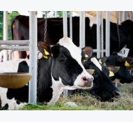 Máy đếm bước chân để cải thiện sinh sản bò sữa