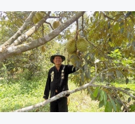 Sầu riêng Khánh Sơn được mùa kép, lãi từ 500 – 800 triệu đồng/ha