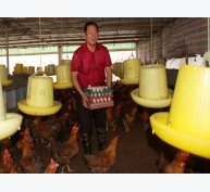 Chăn nuôi gà sinh sản cho thu nhập khá