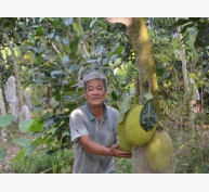 Lão nông kiên trì với cây mít Thái siêu sớm, thu 2 tỷ đồng/năm