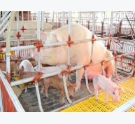 Bệnh viêm tử cung trên đàn lợn nái ngoại tại Đồng bằng sông Hồng