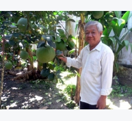 Ông Trần Quang Chánh: Nâng cao thu nhập nhờ trồng bưởi da xanh