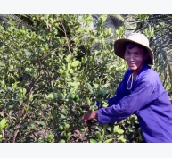 Tân Mỹ trồng chanh xen trong vườn dừa hiệu quả kinh tế cao