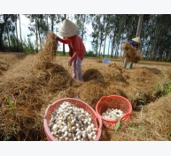 Sản lượng nấm của Việt Nam đứng thứ 9 thế giới