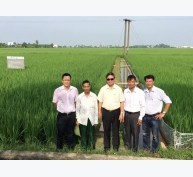 Bón phân thông minh giảm phát thải khí nhà kính trong canh tác lúa