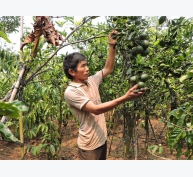 Bí quyết làm giàu Thu lợi kép từ trồng cây ăn trái xen cà phê