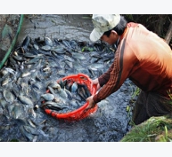 Tập huấn nuôi ghép cá thát lát cườm với sặc rằn