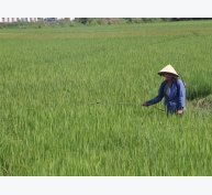 Sâu bệnh hại lúa trên diện rộng tại Thừa Thiên Huế