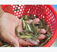 Nhiều loại cá giống nước ngọt tăng giá mạnh tại Đồng Bằng Sông Cửu Long