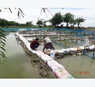 Giảm nhu cầu thức ăn trong nuôi trồng thủy sản