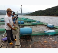 Hiệu quả nuôi cá lồng tại hồ chứa nước Hội Sơn