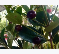 Cherry Nam Mỹ thích nghi xứ dừa