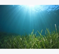 Gieo hy vọng cho ngành nuôi trồng cỏ biển