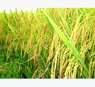 Làm thế nào để tăng năng suất lúa?